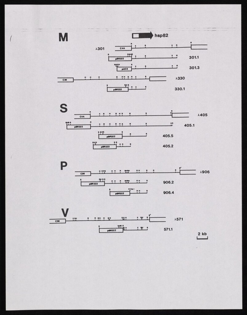 Miniature of Sub-Series III: <i>Drosophila</i>, 1975 - 1996
