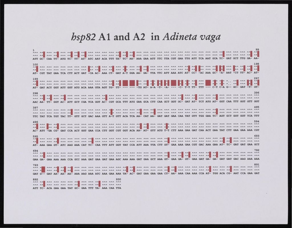 Rotifer Visuals and Talks, 1991 - 2001